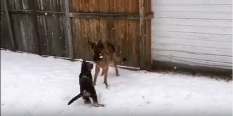 These Two Adorable Pups Are Having The Time Of Their Lives In The Snow!