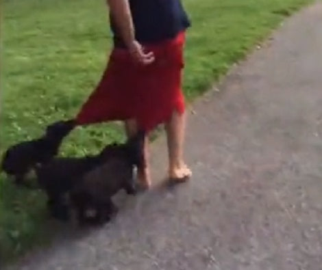 These Adorable Pups Are Determined To Pull Those Red Shorts!