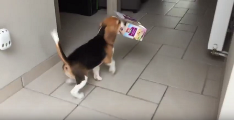 If You're A Beagle Parent, You're Going To Relate To This Video!