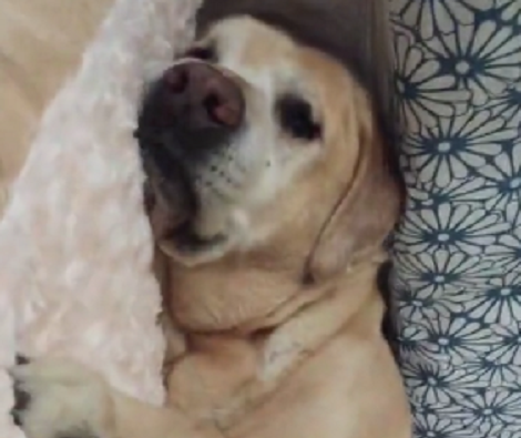 You Have To See How This Pup Is Enjoying His Brand New Bed Like A Boss!