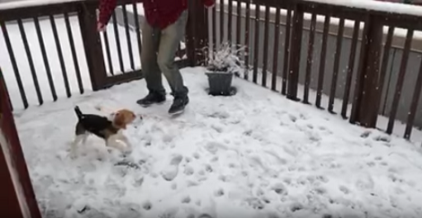 Pup Plays In The Snow For The First Time And His Reaction Is Just Priceless!