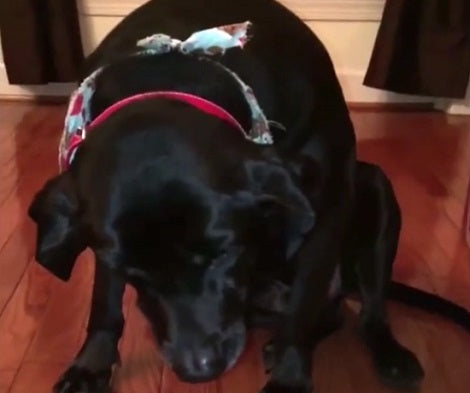 Wait Till You See Why This Adorable Pup Is Guilty. Happens All The Time!