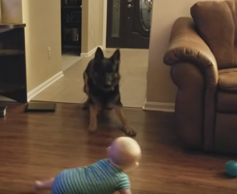 What's It Like To Have A Baby And A Pup Under The Same Roof? This Is Exciting!