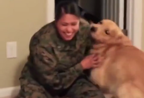 Watch How This Loving Pup Welcomes His Marine Mom Home! Heart-Melting!