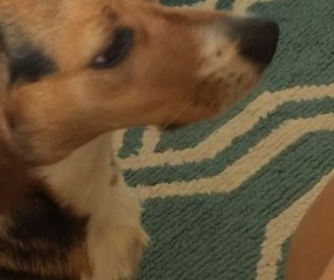 This Adorable Pup Has Decided To Sing The Song Of His People On The Carpet!