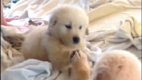 Adorable Pup Thinks His Reflection In The Mirror Is Another Pup! Aww!!