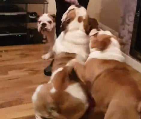 When Your Pups Have Decided To Play Tug-Of-War, There's No Going Back!