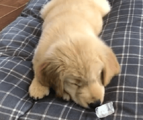 This Adorable Pup Is Completely Baffled By An Ice Cube!