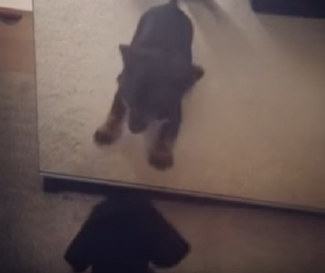 This Pup Thinks His Reflection In The Mirror Is Another Pup! Aww!!
