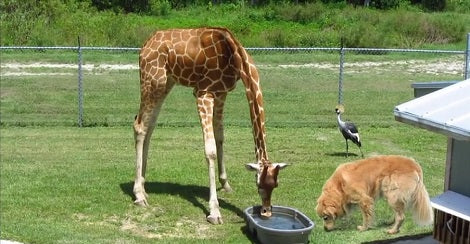 What Is Unconditional Love? Let These Unlikely Friends Show You!