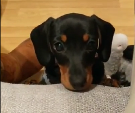 4 Common First Aid Problems In Dogs You Need To Understand