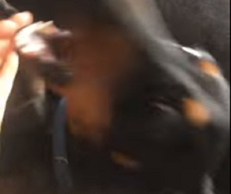 This Adorable Pup Has Come Up With A New Game And His Excitement Is Unbelievable!