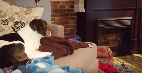 How Big Brother Escapes His Tiny Hyper-Active Sibling Will Make You Laugh!
