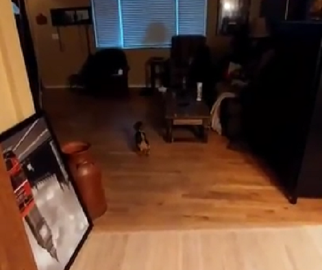 This Pup Is Having An Awesome Time Playing With The Cat!