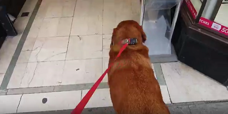 This Adorable Pup Visits The Jewelers And Remains At Her Best Behavior!