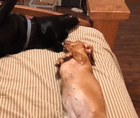 This Adorable Pup Absolutely Loves Imitating Her Best Friend! Check This Out!