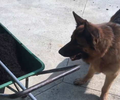 This Adorable Pup Completely Hates The Wheelbarrow! Check Out His Epic Reaction!
