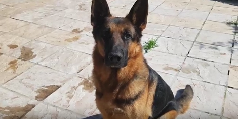 When You See What This Pup Is Going To Play With You'll Smile!