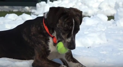 This Adorable Pup Is Looking For His Forever Loving Home, Can You Help Him?