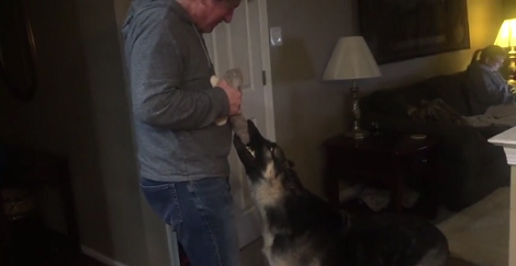 You Definitely Don't Want To Miss This Epic Tug-Of-War Between Daddy And His Pup!