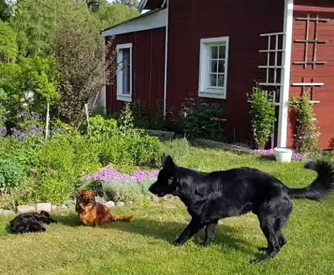 Adorable Pups Are Enjoying Their Time Near Flowers, Then A Bigger Pup Comes By!