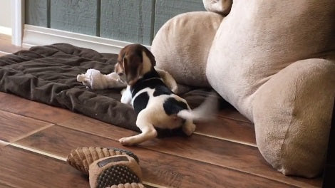 This Adorable Pup Playing With Her Tiny Blanket Is The Best Thing You'll See Today!