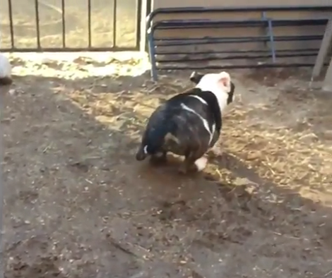 This Pup Is About to Play In The Mud For The First Time And It'll Make You Smile!