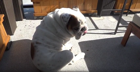 You Will Laugh When You Meet This Adorable Pup's New Best Friend!