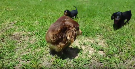 This Pup Is About To Have Her Puppies Anytime! Take A Look At Her!
