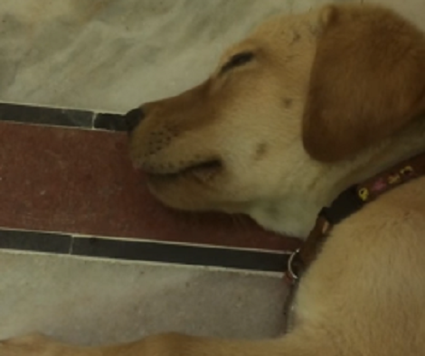 This Adorable Pup Is Fast Asleep, But Watch His Mouth Closely And You'll Smile!