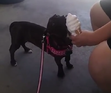 Wait Till You See How This Adorable Pup Enjoys His Ice Cream!