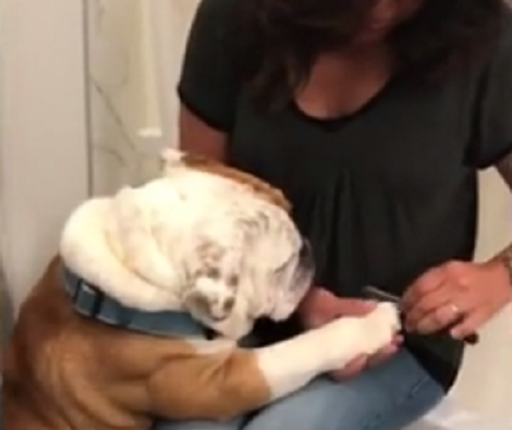 This Pup Likes Grooming So Much He Even Asked For A Manicure!