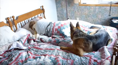 How This Adorable Pup Wakes Up Her Mommy Will Have You Giggling!