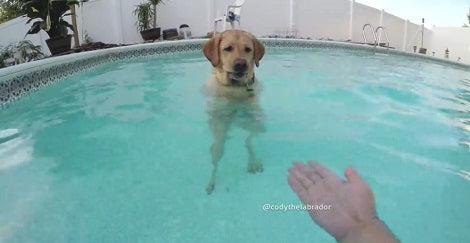 This Adorable Pup Is Standing In The Middle Of The Pool For No Reason At All!