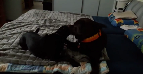 These Two Pups Are Supposed To Be Napping, But They Had Other Plans!