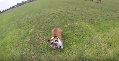 It's This Pup's First Time Running On Grass And She's Thoroughly Enjoying It!