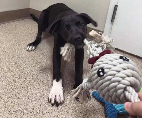 Couple Bring Home A Pup That Shelter Claimed Would Be 'Shy And Fearful' For Her Entire Life