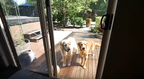 Adorable Pup Learning To Catch Is The Cutest Thing You'll Watch Today!