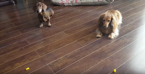 These Adorable Pups Have Learned To Pray Before They Eat Their Treats!