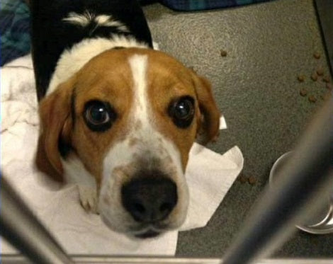 Picture Of Terrified Pup Rescued From Death Row Is Going To Melt Your Heart
