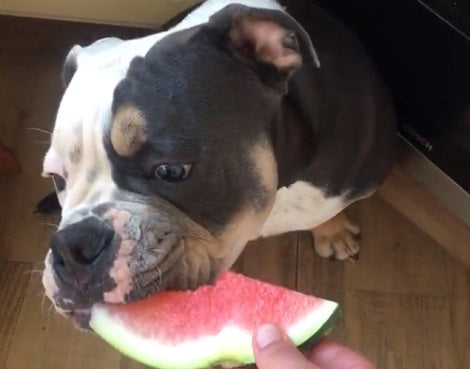 Adorable Pup Is So Gentle He Even Bites His Watermelon As Slowly As He Possibly Can!