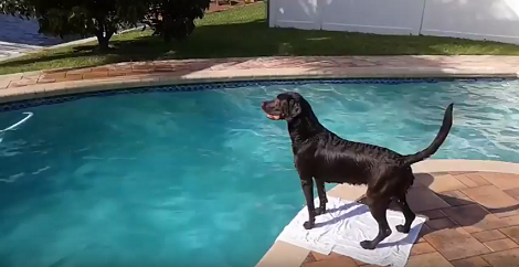 This Adorable Pup Likes Swimming So Much It's Impossible To Keep Him Away From The Pool!