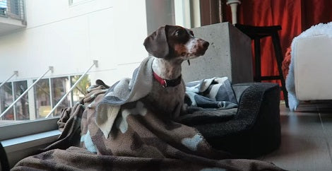 This Adorable And Super Excited Pup Has Received A Package From His Best Friend!