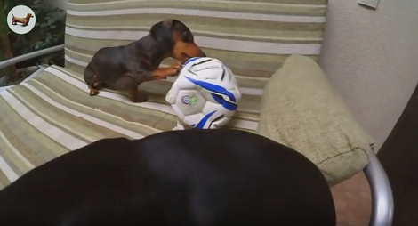 This Adorable Pup Found A Soccer Ball And Now She Wants To Conquer It!
