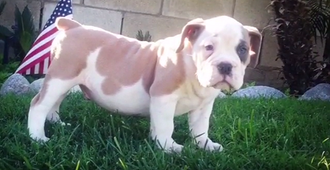 How This Family Remembers Their Pup Will Warm Your Heart