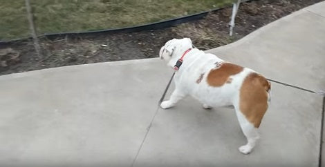 This Adorable Pup Wants To Go To The Other Side Without Getting Dirty!
