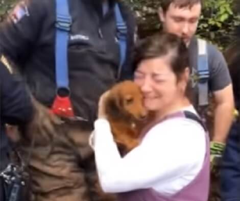 Adorable Pup Gets Rescued From A Drain Pipe Just In Time. Check Out This Rescue
