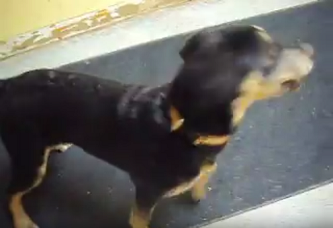 This Adorable Pup Is Up For Adoption. Can You Help Her Find Her Loving Home?