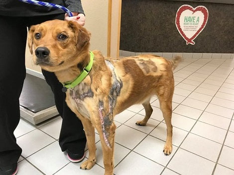 Injured Pup Finds The Perfect Best Friend To Help Him Heal