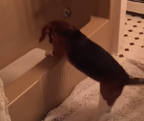 Adorable Pup Starts Whining Because Her Ball Won't Come Out Of The Bathtub... Aww!